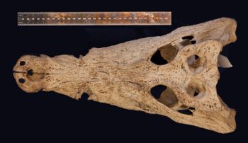Media type: image;   Herpetology R-153039